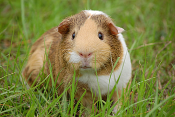 Animals, Grass, Spotty, Spotted, Guinea Pig, Rodent HD wallpaper
