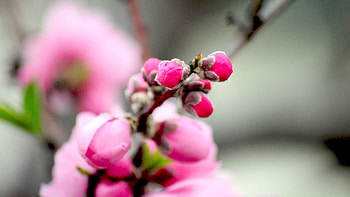 Pink, Flower, Plant, Macro, Bloom, Flowering HD wallpaper