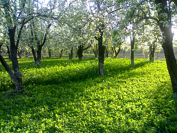 Shehzad, beautiful, pakistan, akbarpura, peshawar HD wallpaper