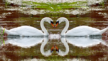 Swans, birds, wild, animals HD wallpaper