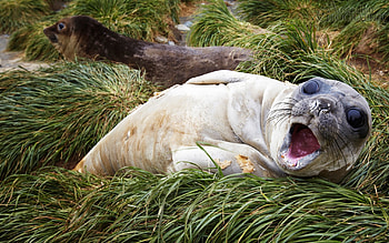 Baby southern elephant seal Macquarie Island, Southern, Seal, Baby, Macquarie, Island, Elephant HD wallpaper