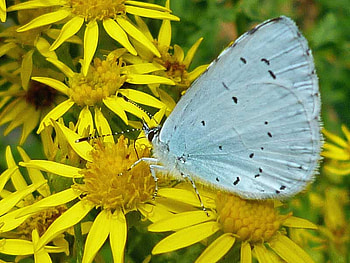 Holly Blue, blue, sunshine, sweet, soft, beautiful, wonderful, butterflies, life, animals, love, green, yellow, nature, forever HD wallpaper