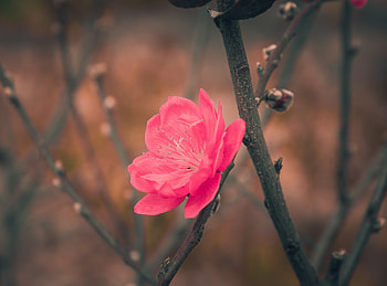 Flower, blossom, blur, tree branch HD wallpaper