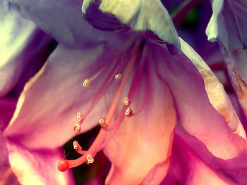 Flower Closeup, closeup, flower HD wallpaper