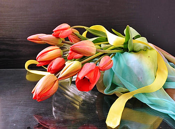 Tulips, color, freshness, nature, flowers, beauty HD wallpaper