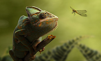 Chameleon, nature, lizard, animal, dragonfly, insect HD wallpaper