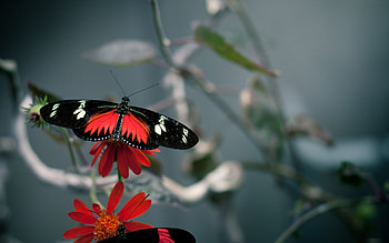 Butterflies, Insects HD wallpaper
