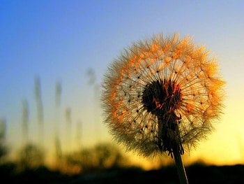 Cotton flower, nature, cotton, pretty, flower HD wallpaper