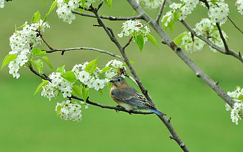 Bird, white, green, flower, nature, pasari, spring HD wallpaper