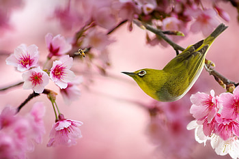 Animal, Japanese white-eye HD wallpaper
