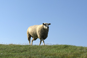 Animals, Grass, Field, Stroll, Sheep HD wallpaper