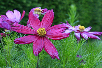 Flowers, Flower, Petals, Moisture, Kosmeya, Cosmos HD wallpaper