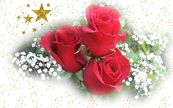 Christmas Roses for My Dn Friends, still life, roses, friends, christmas HD wallpaper