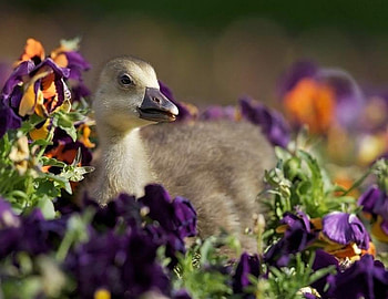 Waiting for Mom, pansies, purple, pretty, cute, beautiful, flowers, orange, duckling HD wallpaper