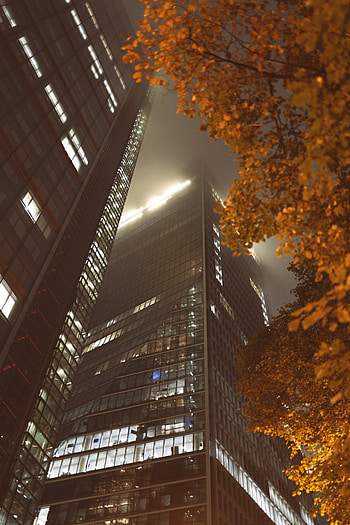 Cities, Architecture, Building, Wood, Tree, Branch, Bottom View HD phone wallpaper