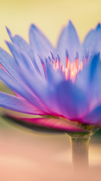Flowers, Flower, Macro, Close-Up, Lily HD phone wallpaper
