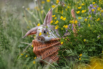 Bunny, flower, iepuras, irina goriukina, easter, spring, rabbit, cute, basket, yellow HD wallpaper