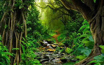 Tropical forest, Untouched beauty, background, Exquisite landscapes HD wallpaper