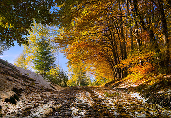 First snow, autumn, trees, nature, forests, road, winter, graphy, Fall, pretty, snow HD wallpaper