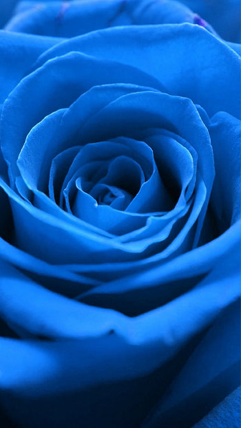 Blue Aesthetic, Blue Rose HD phone wallpaper