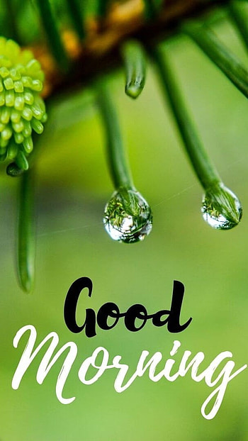 Good Morning, Water Drop, nature HD phone wallpaper