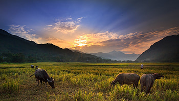 Animal, buffalo HD wallpaper
