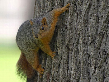 Squirrel-on-Tree, cool, , squirrel, on-tree HD wallpaper