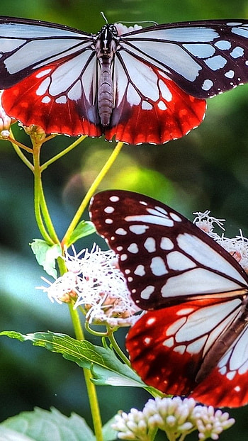 Flowers , Butterfly Background HD phone wallpaper