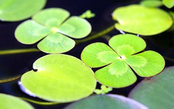 Water, Leaves, Macro, To Swim, Swim HD wallpaper