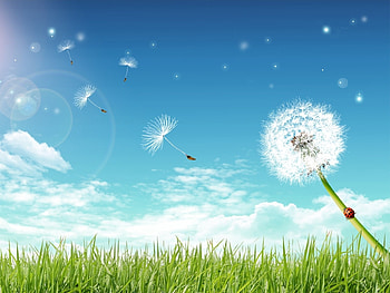 Plants, Landscape, Sky, Dandelions HD wallpaper