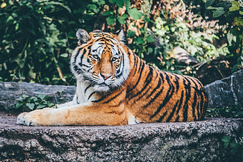 Animals, Lies, Muzzle, Predator, Tiger HD wallpaper