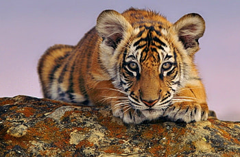 In training, stripes, white, black, tiger, cub, gold HD wallpaper