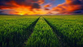 Countryside Grass Fields Scenery HD wallpaper