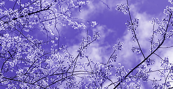 Lavender Blossoms Nature Beauty In Bloom, flowers, nature HD wallpaper
