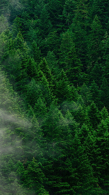 Fangorn, Movies, Tree HD phone wallpaper