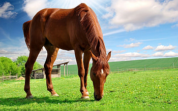 Grazing on the farm, horse, animals, cavalo, caballo, farm HD wallpaper