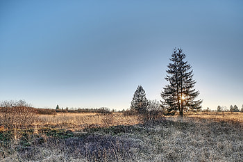 Nature, Grass, Sky, Wood, Tree, Spruce, Fir HD wallpaper