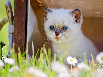 A good afternoon, sweet, kitty, cute, afternoon, cat, grass, fluffy, kinnet, green, nature, flowers, adorable, good HD wallpaper