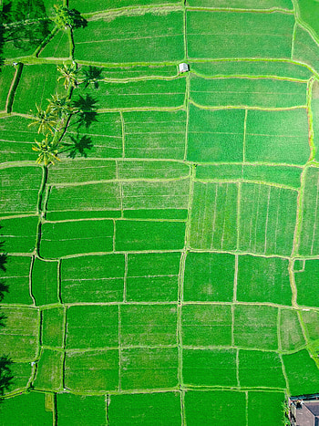 Nature, Fields, Palms, Indonesia, Ubud HD phone wallpaper