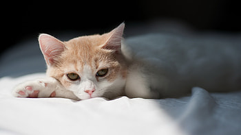 Animals, Cats HD wallpaper
