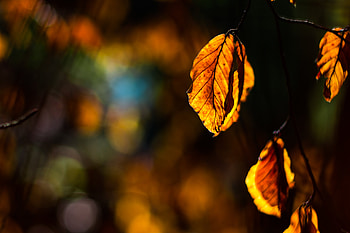 Nature, Autumn, Sheet, Leaf, Branch, Sunlight, Sun Rays HD wallpaper