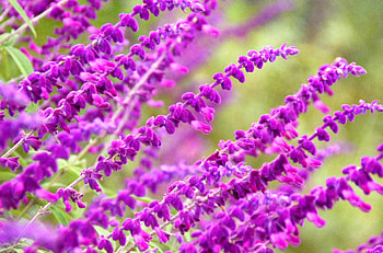 SPRING FLOWERS, branch, flowers, plants, spring HD wallpaper