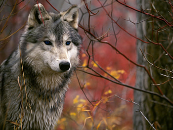 Animals, Wolfs HD wallpaper