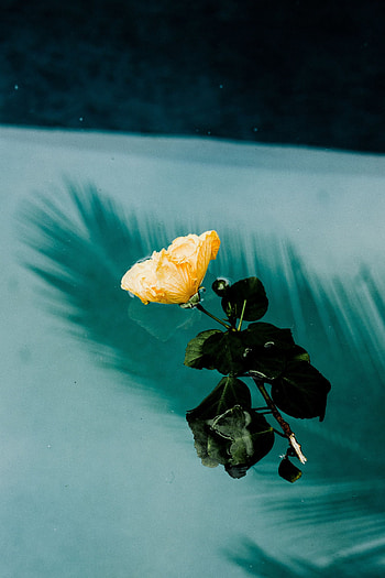 Flowers, Water, Flower, Moisture, Melancholy HD phone wallpaper