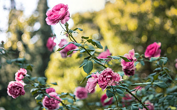 Flowers, Bush, Rose Flower, Rose, Buds HD wallpaper