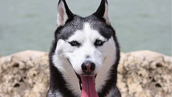 Animals, Dogs HD wallpaper