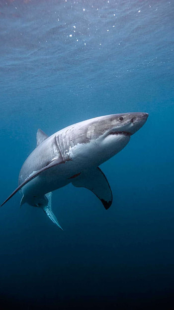 Shark, White, Fish HD phone wallpaper