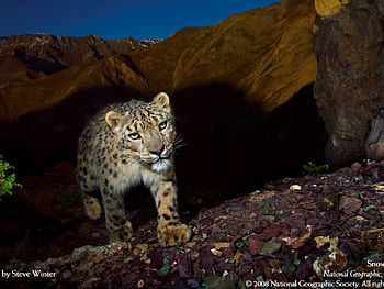snow leopard at night, snow leopard trail HD wallpaper