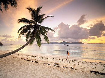 Landscape, Sky, Sea, Beach, Palms HD wallpaper