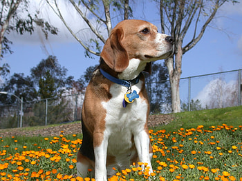 Beagle, ers, g, hj HD wallpaper